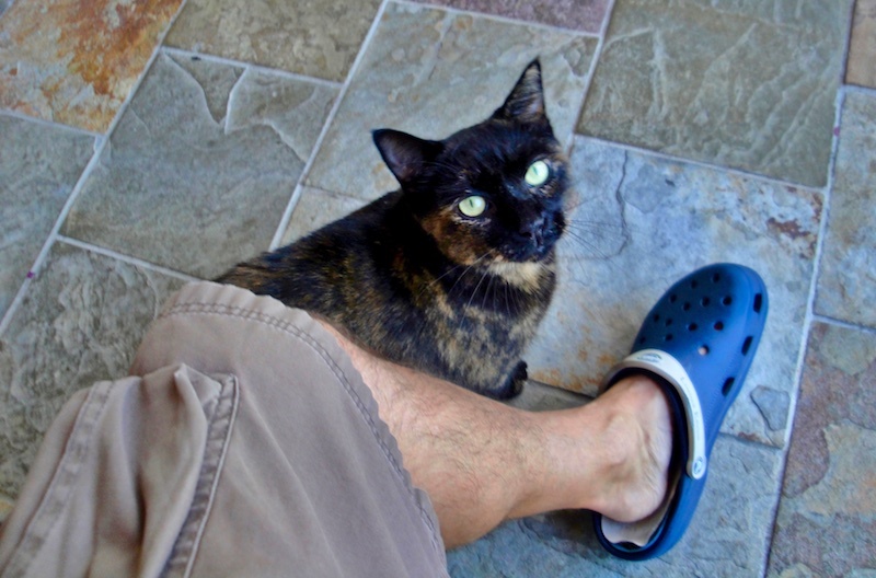 cats6