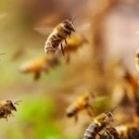 https://www.orissapost.com/man-dead-4-hurt-in-honeybee-attack/