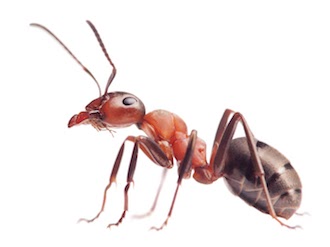 From: domyownpestcontrol.com