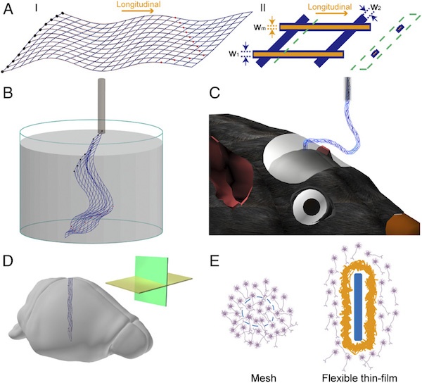 Fig. 1. Schematics of mesh electronics. (A) Schematics of the mesh electronics structure in 2D. (I) Overall design of mesh electronics structure, where the blue lines highlight the overall mesh structure, the black filled circles at left indicate I/O pads, and the red filled circles indicate recording electrodes. (II) A single unit cell of mesh electronics, where the orange lines, which are shown without top polymer layer, highlight the metal interconnects and blue lines correspond to polymer passivation layer; w1, w2, and wm indicate the widths of the longitudinal polymer, transverse polymer, and metal lines, respectively. The schematic in the green dashed box highlights the cross-section view, which shows the polymer encapsulated metal structure, at the position indicated by the green dashed line. (B) Schematic of free-standing mesh electronics floating in aqueous solution and ready to be loaded into a glass needle. (C) Schematic of mesh electronics injected into mouse brain, with part of the mesh sagging between the brain and the needle. (D) Schematic of mesh electronics implanted in brain tissue with horizontal (yellow plane) and sagittal (green plane) sectioning directions highlighted in the inset. (E) Schematics of the interface between mesh electronics and the brain tissue (Left, cross-section view) and that between flexible thin-film and the brain tissue (Right, cross-section view). Mesh elements and the flexible thin-film are highlighted in blue, neurons are in purple, and glial scar is in yellow. Credit: Zhou T, Hong G, Fu T-M, Yang X, Schuhmann TG, Robert D. Viveros, RD, Lieber CM (2017) Syringe-injectable mesh electronics integrate seamlessly with minimal chronic immune response in the brain. Proc Natl Acad Sci USA 114(23):5894-5899.