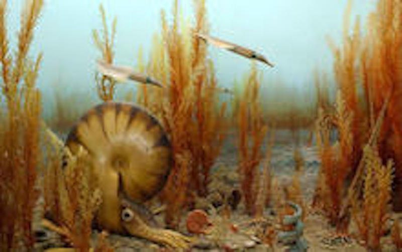 Image from the American Museum of Natural History