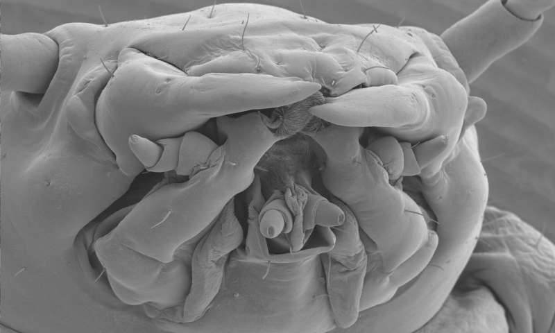 Scanning electron microscope image of the head of a burying beetle larva. Credit: Claudia Grossman