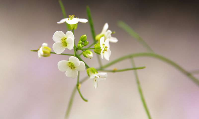  The plant species&nbsp;Arabidopsis kamchatica, which belongs to the rockcress genus, originated from the combination of two species. Credit: Lucas Mohn, UZH